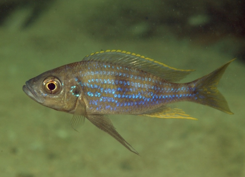 Aulonocranus dewindti 'Mtosi'